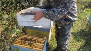 ИЗ ЛЕТНЕГО!!! РАБОТА ОТВОДКОВ НА МЕД!!! СЕЗОН 2023!!!