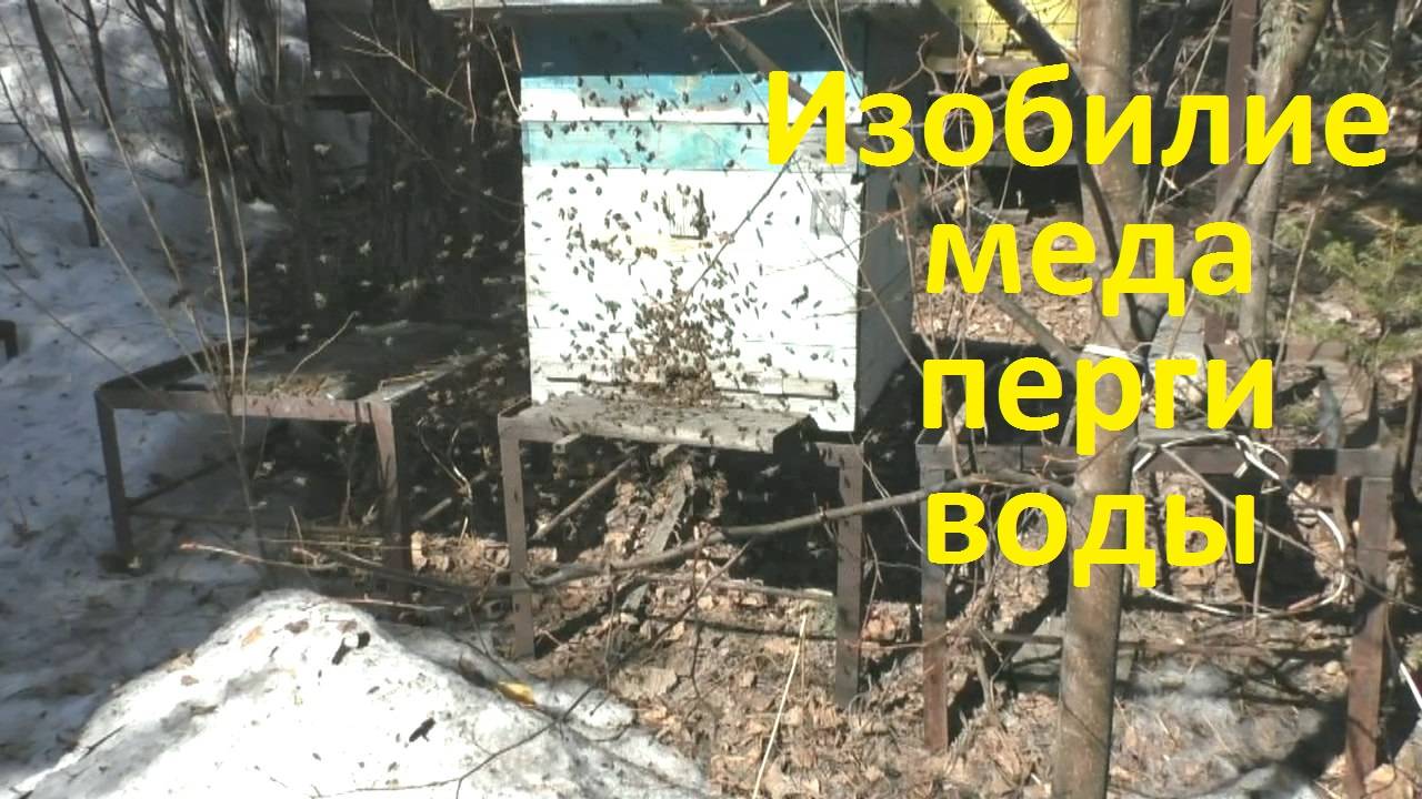 Чтобы пчелы весной хорошо развивались смотреть онлайн