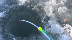 Первый лёд...ЧЁРНОЕ ОНО на КИВОК! Мясо, рвёт удочку. Зимняя рыбалка