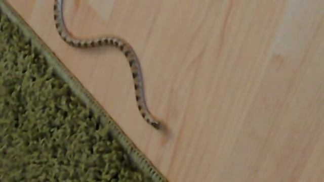 Crowned leaf-nosed snake (Lytorhynchus diadema rare snake in uk смотреть онлайн