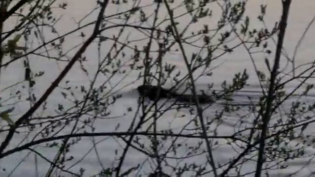 Бобёр плавает смотреть онлайн