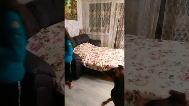 Топ 3 команды которые должна знать каждая собака (моё мнение) смотреть онлайн