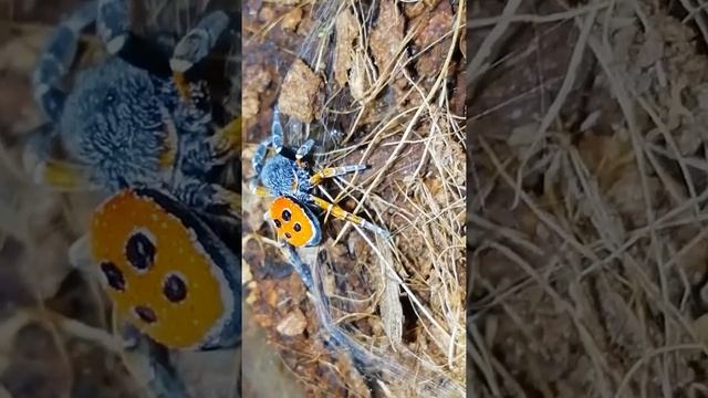 Паук эрезус на охоте смотреть онлайн