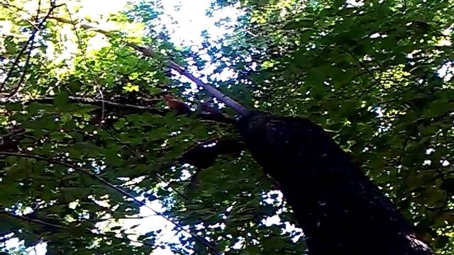 белка в городе часть 3 смотреть онлайн