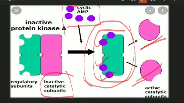 Protein Kinase A(PKA)||GPCR ||cell Signaling||Bsc||MSc Entrance ||Shivani Ma’am