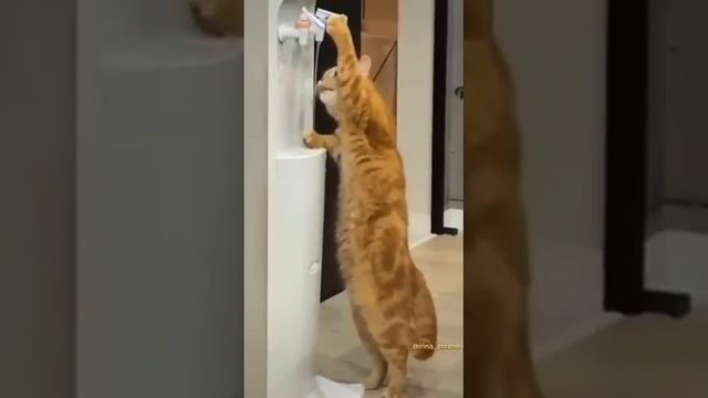 Прощай белка !!!🐿️ смотреть онлайн