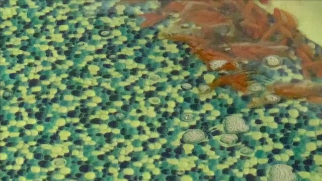 106 карпов КОИ в гараже.Много мусора. смотреть онлайн