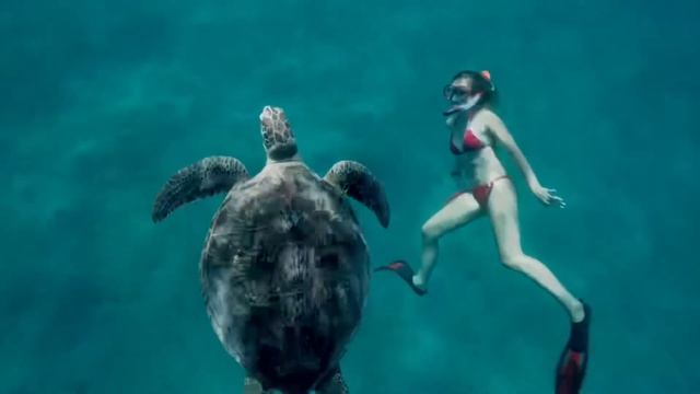 Фридайвинг с черепашкой #черепаха #мойдень #freedive #hurghada #mystory смотреть онлайн