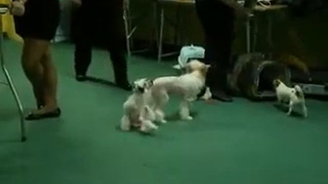 Царевич и Байрон.wmv смотреть онлайн