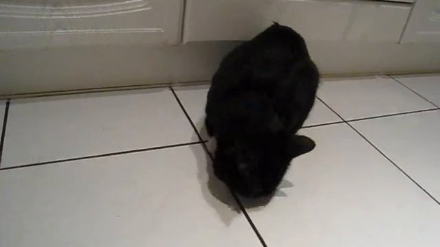 Кот и валерьянка смотреть онлайн