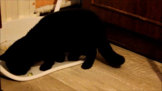 Кошка ест огурцы и орет смотреть онлайн