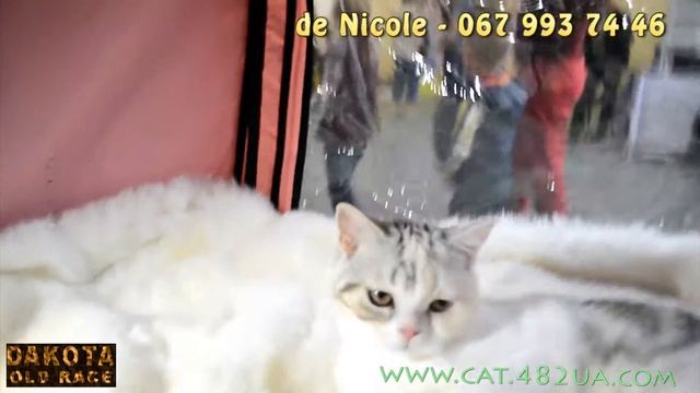 De Nicole питомник шотландской вислоухой, котята 6 смотреть онлайн