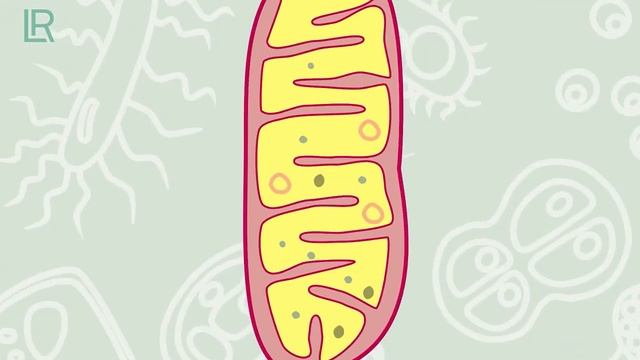 Наш организм состоит из  триллиона клеток.