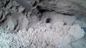 Землеройка