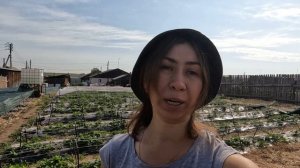 10 правил выращивания клубники в Сибири