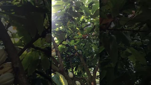 Producción de Cacao смотреть онлайн
