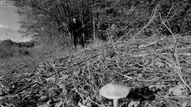 Как каратисты ходят по грибы смотреть онлайн