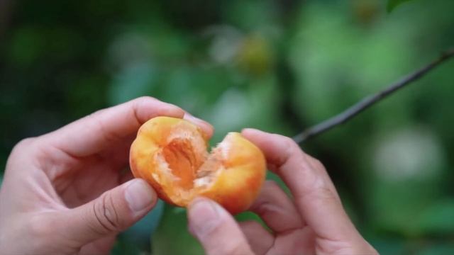 Eating 1 Handful of Apricots a Day Does These To Your Body | What are the Benefits of Apricot? смотреть онлайн