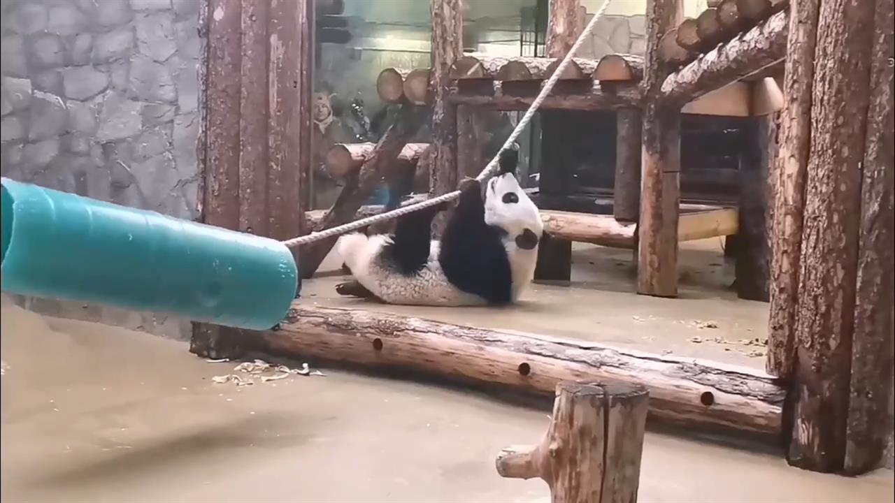 Московский зоопарк показал, как панда Катюша убегает от мамы по канату смотреть онлайн