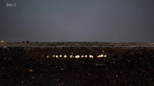 Chili pepper time lapse #greentimelapse #gtl #timelapse смотреть онлайн