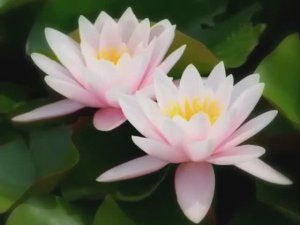 37-АНАХАТА Raag Durga