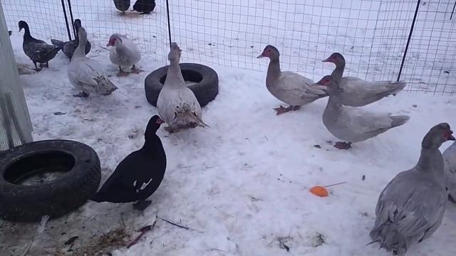 Мускусная утка. смотреть онлайн
