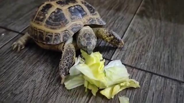 шаурма смотреть онлайн