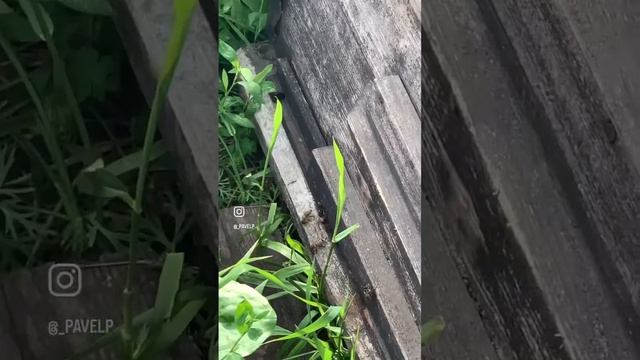 Улик #мед #улик #пчелы смотреть онлайн