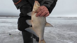 Ловля леща  под названием радужная форель. И такой ловиться. .Рузское ВДХ.