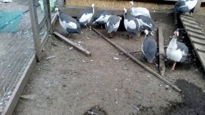 Цесарки загорские белогрудые
