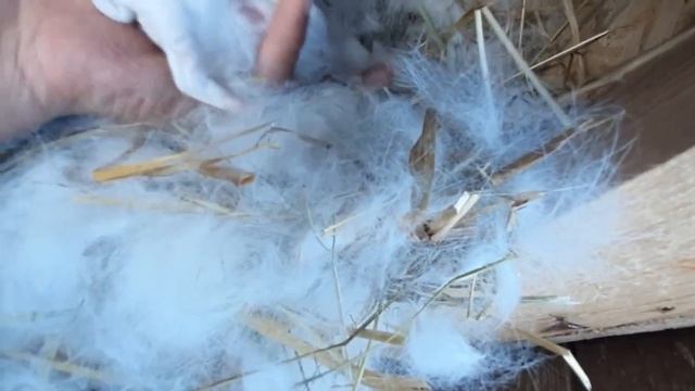 Купили петух с очками смотреть онлайн