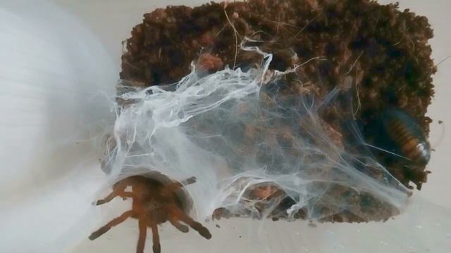 Pterinochilus murinus RCF смотреть онлайн