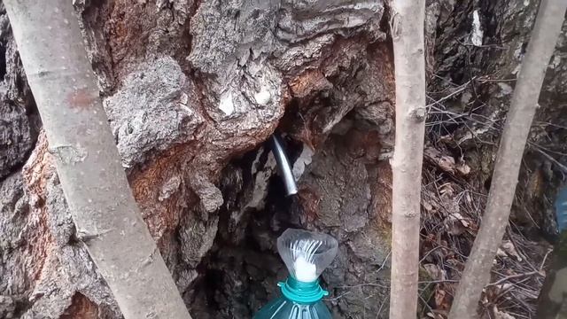 Берёзовый сок смотреть онлайн