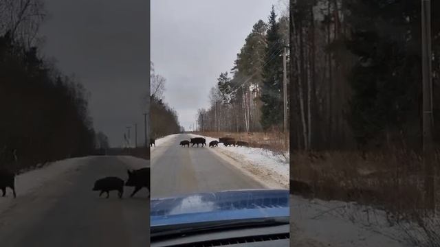 Дикие Кабаны смотреть онлайн