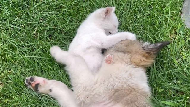 Eggplants stuffed with meat. It's impossible not to love! Village life. смотреть онлайн