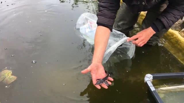 Как я начал выращивать осетра в своем пруду смотреть онлайн