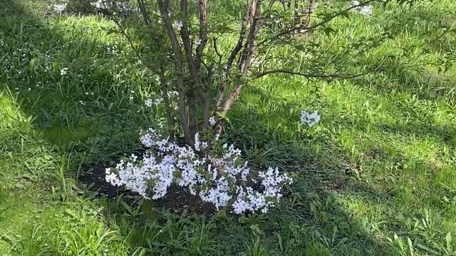 Ярославль/Гуляем в центре/Набережная/Парк атракционов. смотреть онлайн