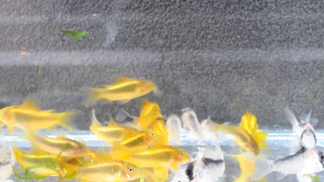 Laser corydoras смотреть онлайн