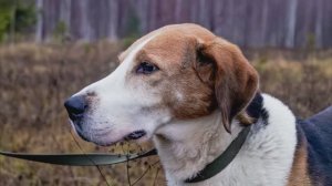 Наше Открытие 2024 года - Охоты на зайца с Русской пегой гончей.