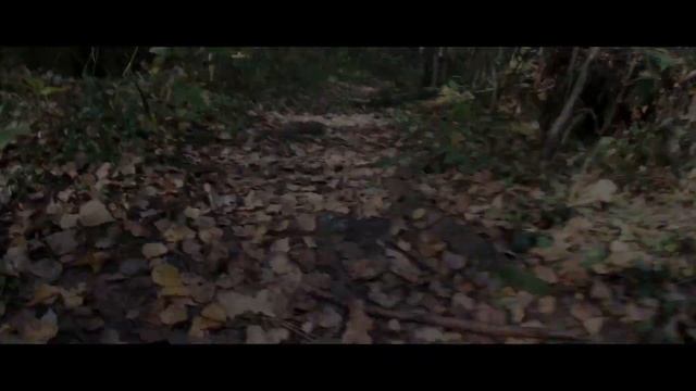 4К видео Золотая осень смотреть онлайн