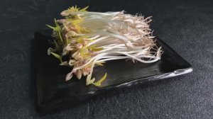 Как вырастить маш за 4 дня? Очень просто !