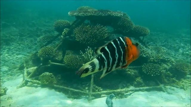 Coral Reef Creator - The Koh Tao Coral Reef Restoration Project - 3 Years after its creation смотреть онлайн
