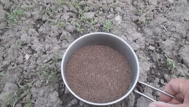 Фацелия медонос смотреть онлайн