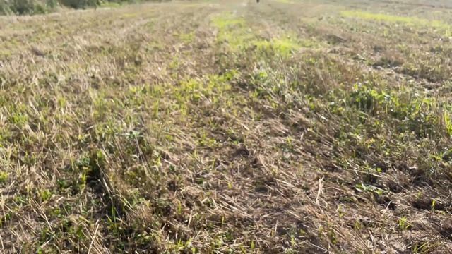 Полевой коп!Чешуя и серебряный крест! смотреть онлайн