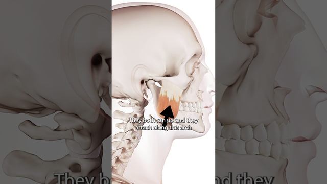The Masseter Muscle смотреть онлайн