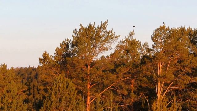 № 4837 21 03 2024 Мороз, солнце, птицы смотреть онлайн