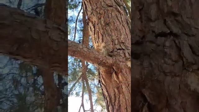 🥰🐿️ смотреть онлайн