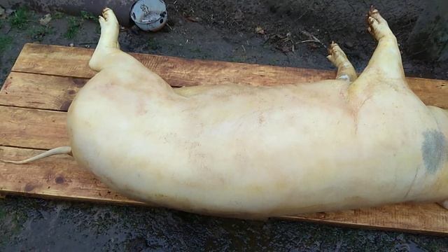 Осмаливаем и Разделываем Свинью смотреть онлайн