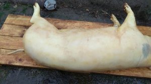 Осмаливаем и Разделываем Свинью