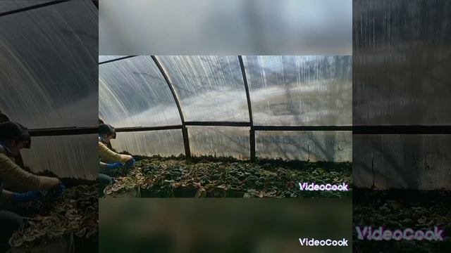 Подготовила теплицу номер 2. Привела в порядок клубничную грядку! смотреть онлайн